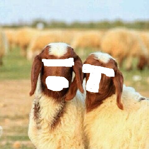 jenis kambing kibas aqiqah jakarta